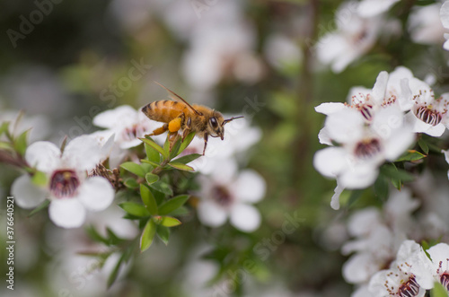 Honey Bee collecting pollen on Manuka flower plant for honey which has medicinal properties