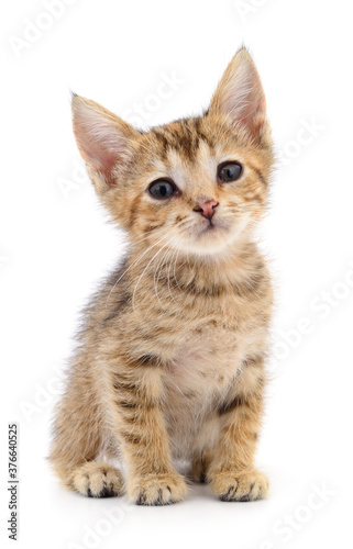 Kitten on white background.