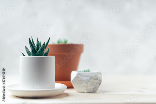 Succulents and cactus in a concrete pot on a wooden table and white background