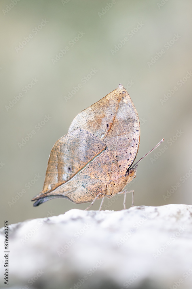 Obraz premium Concept nature view of butterfly on blurred greenery background in garden and sunlight with copy space using as background natural green plants landscape, ecology, fresh wallpaper concept.