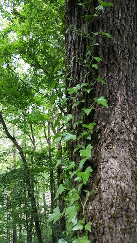 trees in the forest, Serbia 