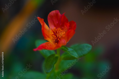 red flower of purslane plant