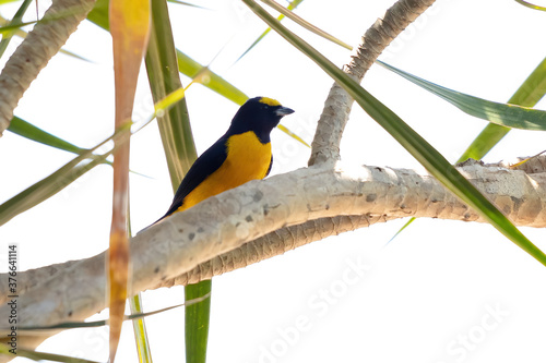 Purple throated Euphonia of the species Euphonia chlorotica photo