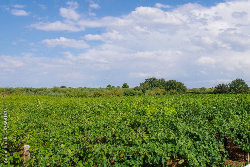 Vigneto in Puglia