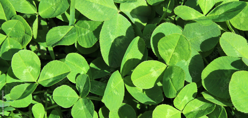 Panel of green clover leaves. Clover background. Panel of green clover leaves. Clover background.