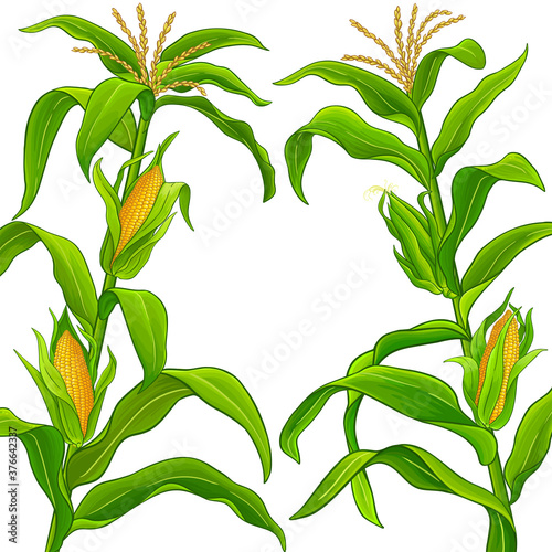 corn vector frame