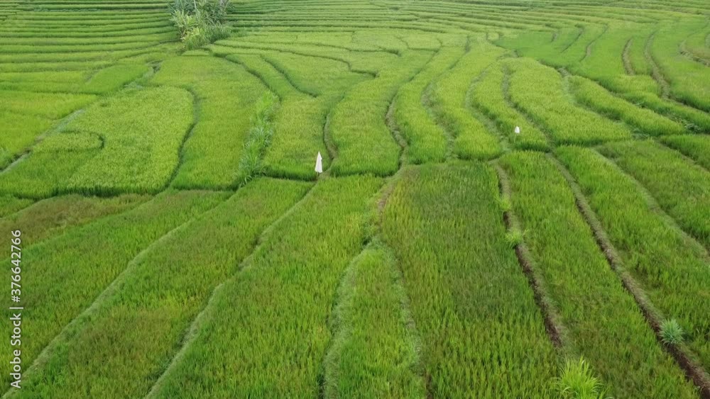aerial view of green and fresh rice terraces aerial view of green and fresh rice terraces