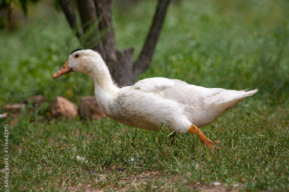Domestic duck Duck on green grass Domestic duck Duck on green grass