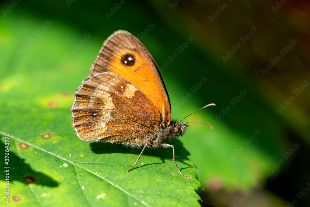 Gatekeeper Butterfly (Pyronia tithonus) showing underside of a wing an insect flying in spring sometimes known as Hedge Brown stock photo image Gatekeeper Butterfly (Pyronia tithonus) showing underside of a wing an insect flying in spring sometimes known as Hedge Brown stock photo image