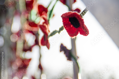 Closeup shot of a chain of knitted poppies photo