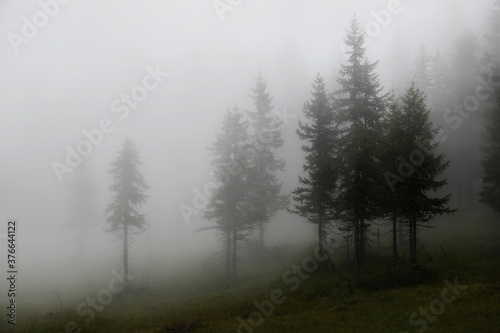 mystical forest on the mountains on a rainy and foggy morning © Chamois huntress
