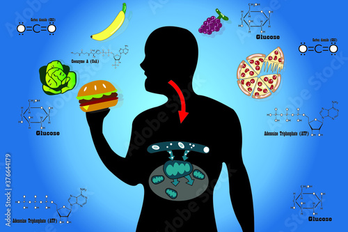 Cellular respiration in mitochondria is a set of metabolic reactions for take place in the cells of organisms to convert biochemical energy from food and other nutrients. Mitochondrial vector