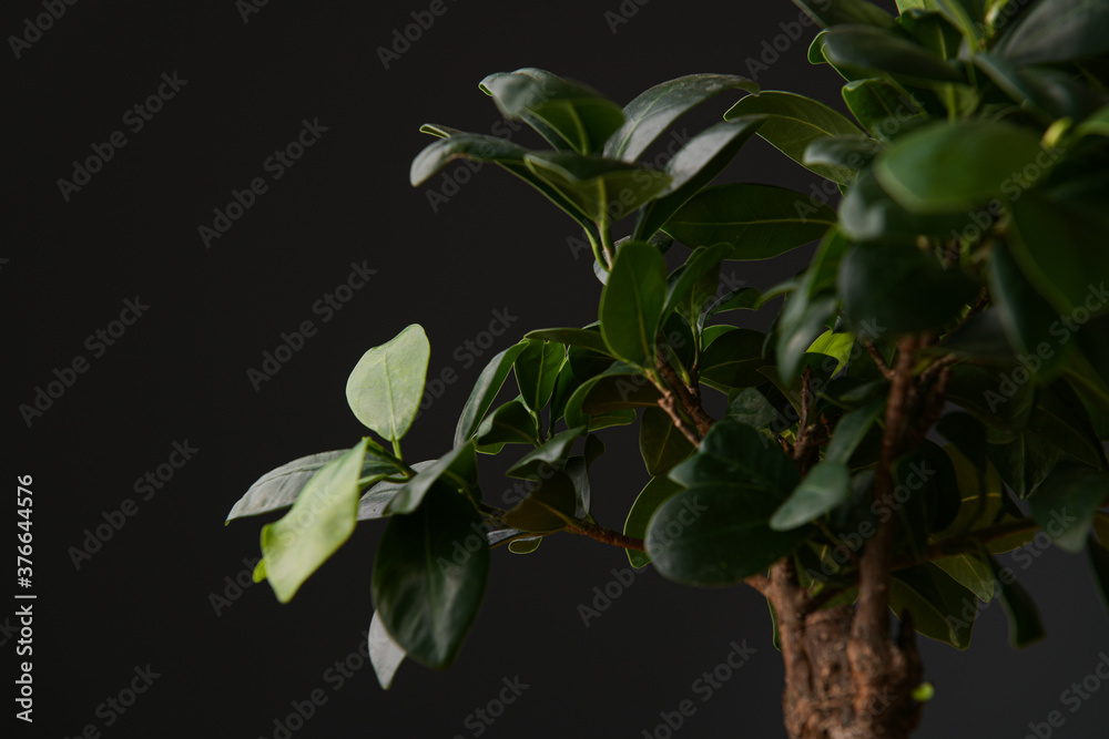 Close up view of a bonsai Ficus benghalensis plant against a dark background