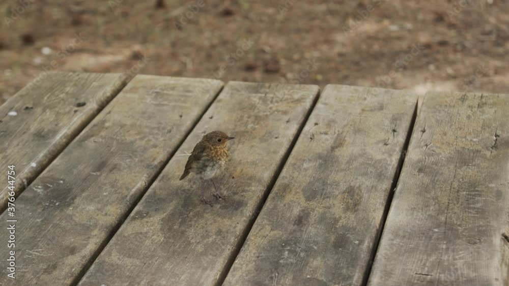 Cute little bird leaping in woods Cute little bird leaping in woods