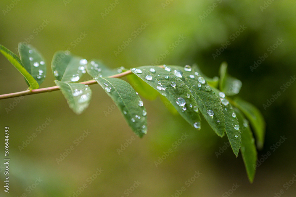 Beautiful drop on leaves after rain in bright sun Beautiful drop on leaves after rain in bright sun