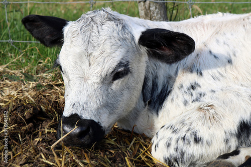 Closeup shot of a cute white mixed breed newborn roan calf calf lying on the straw
