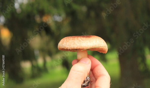 Autumn mushroom in hand against the background of green-red foliage of the Russian forest