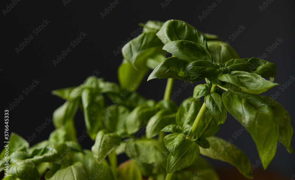 Close up view of a green basil plant with leaves against a dark background Close up view of a green basil plant with leaves against a dark background
