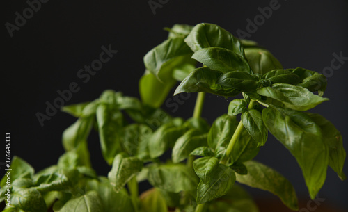 Close up view of a green basil plant with leaves against a dark background