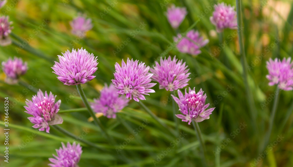 Chives with flowers in lush green foliage outdoors Chives with flowers in lush green foliage outdoors