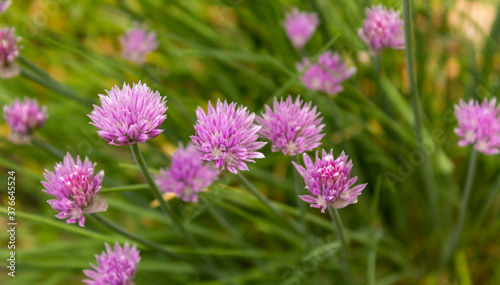 Chives with flowers in lush green foliage outdoors