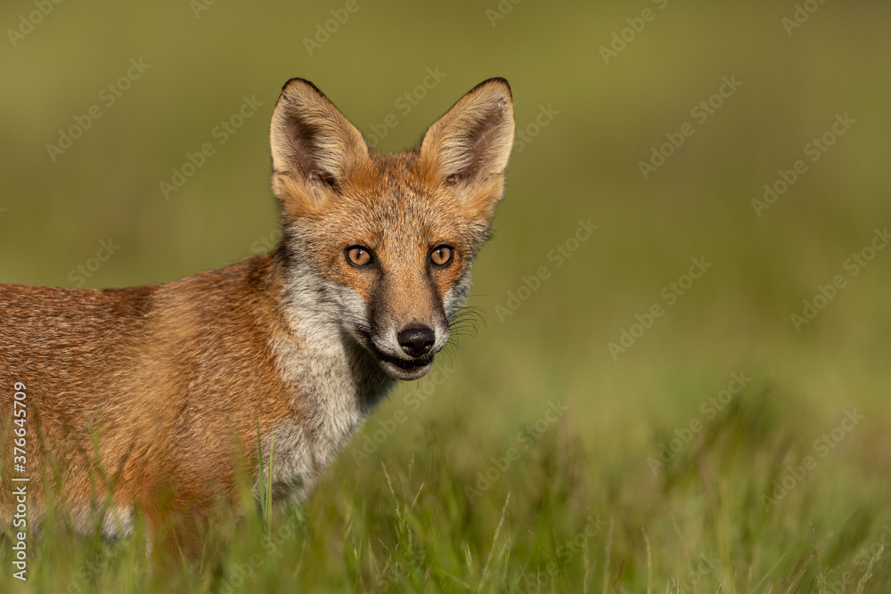 Red fox cub close up standing in a field with green background.  