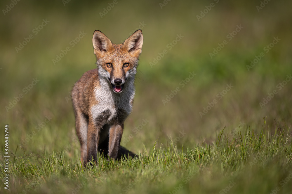 Red fox cub standing in a field of green grass.  