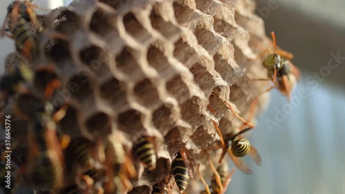 macro shooting of a hornet's nest with multiple wasps