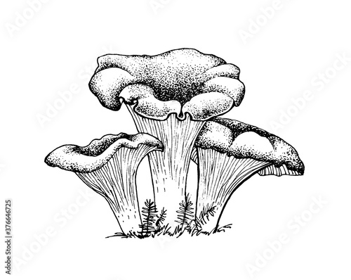 Vector sketch chanterelles mushrooms black white graphics, mushroom family, cantharellus, gourmet cuisine, vegetarian, autumn mushrooms isolated on white background for printing, cookbook, logo.