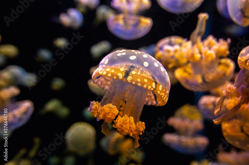 Photography Jellyfish have beautiful patterns and colors
