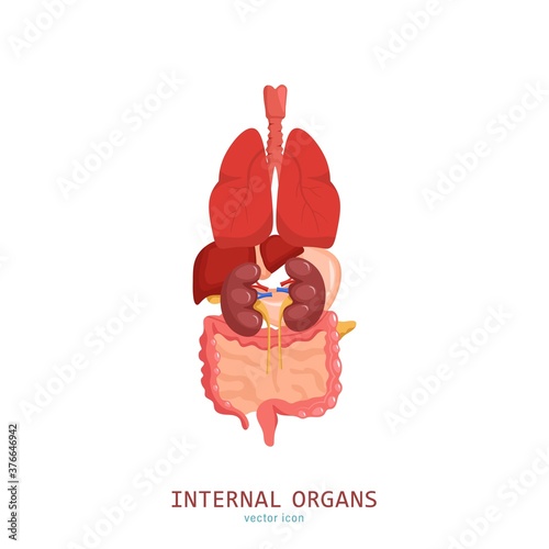 Internal organs icon