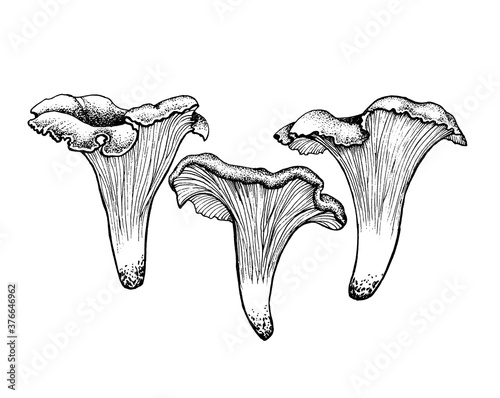 Vector sketch chanterelles mushrooms black white graphics, mushroom family, cantharellus, gourmet cuisine, vegetarian, autumn mushrooms isolated on white background for printing, cookbook, logo.
