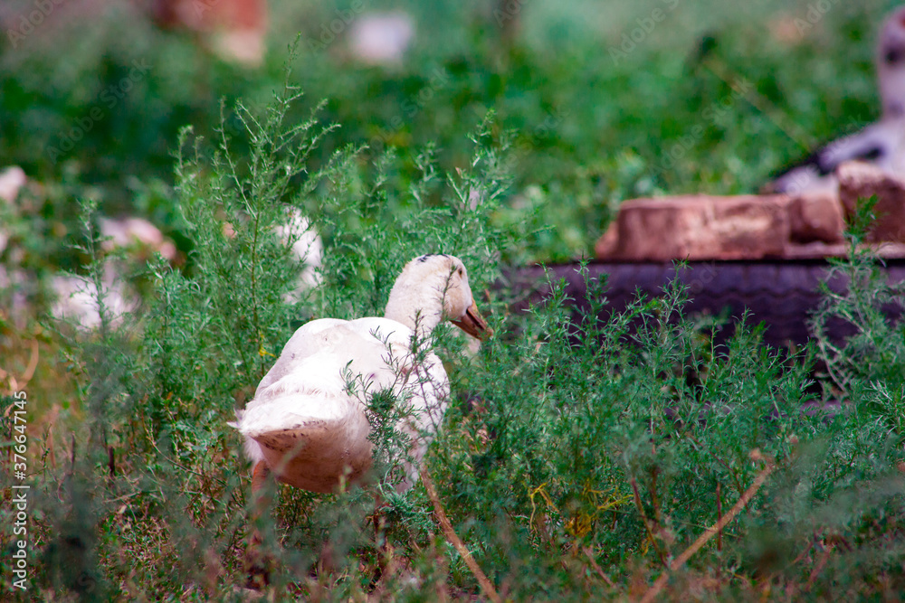 Domestic duck Duck on green grass