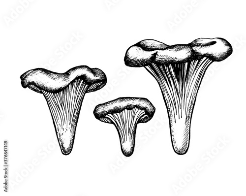 Vector sketch chanterelles mushrooms black white graphics, mushroom family, cantharellus, gourmet cuisine, vegetarian, autumn mushrooms isolated on white background for printing, cookbook, logo.