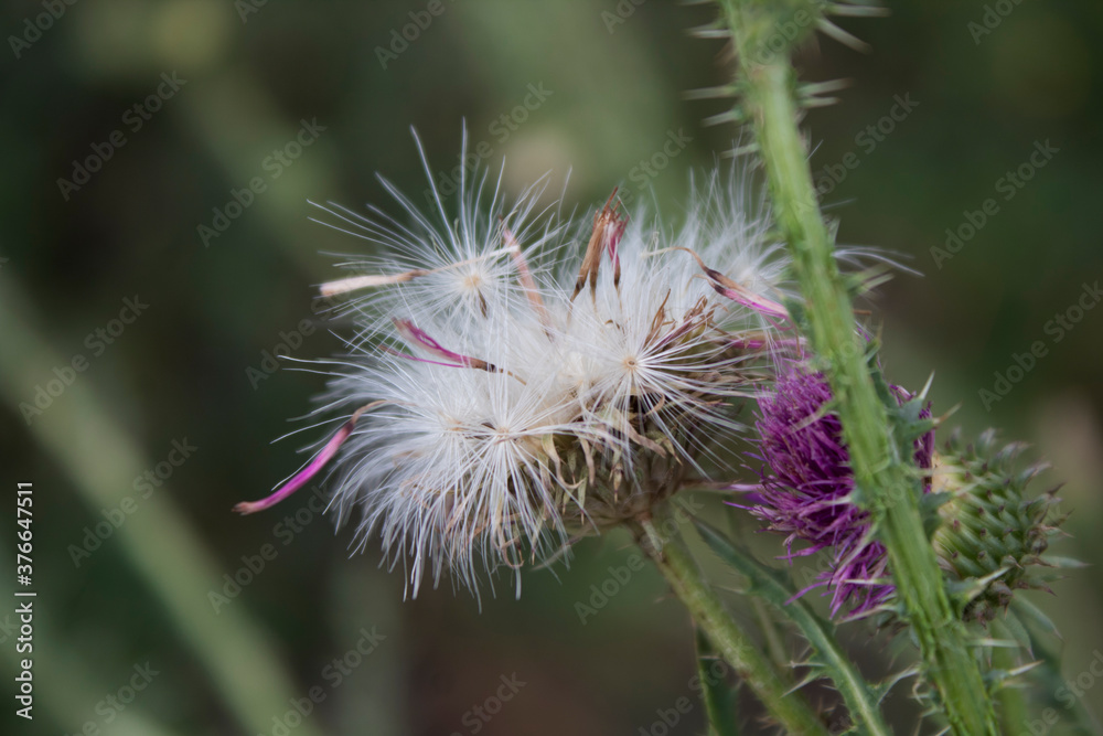 Seeds of Marsh thistle (Cirsium palustre). Honey plant. Copy space. Seeds of Marsh thistle (Cirsium palustre). Honey plant. Copy space.