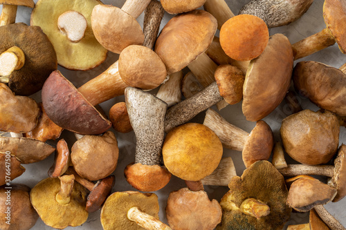 Autumn forest mushrooms template background. Mushrooms Picking. Cep mushroom, Boletus, Borovik, Orange Birch Bolete, orange-capped bolete, red-capped scaber stalk, flywheel mushroom, suillus mushroom.