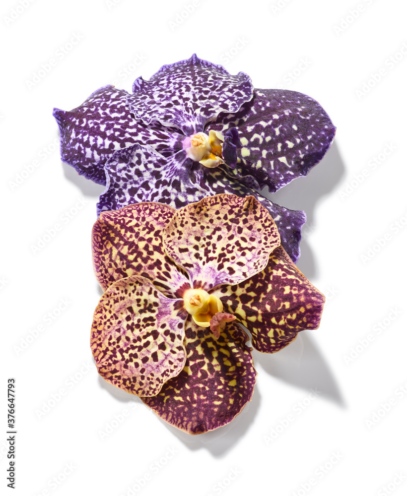 Vanda orchid flowers isolated on white background