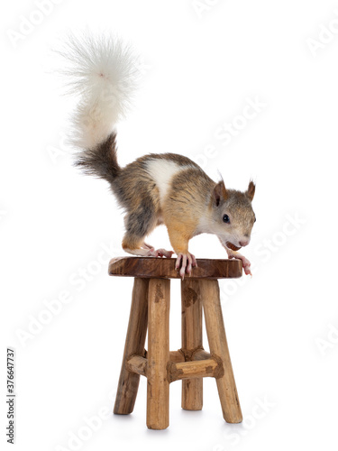 Male Japanese Lis squirrel in varied colors, standing on little wooden stool ready to jump off. Holding a hazel nut in mouth.  Isolated on a white background. © Nynke