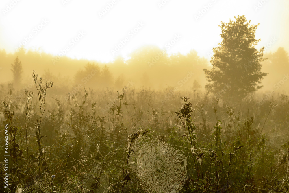 morning fog in the field