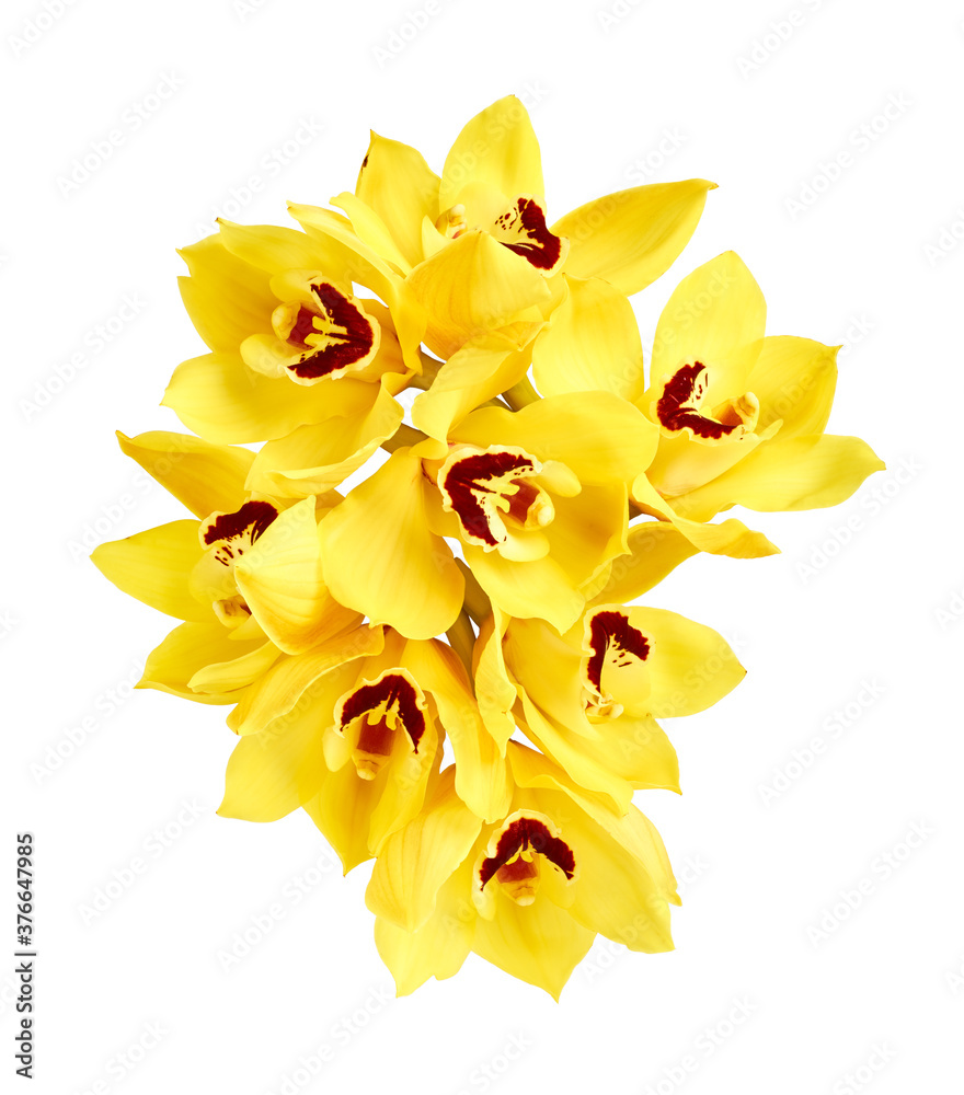 Yellow cymbidium orchid flowers isolated on white background Yellow cymbidium orchid flowers isolated on white background