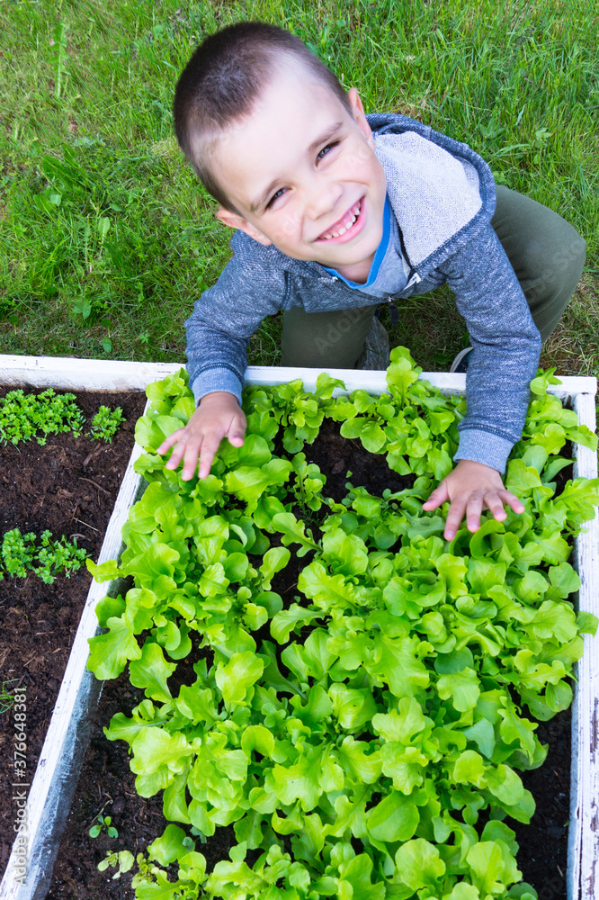 Little farmer boy sits near the garden bed with green salad outdoors. Harvest time. Little farmer boy sits near the garden bed with green salad outdoors. Harvest time.