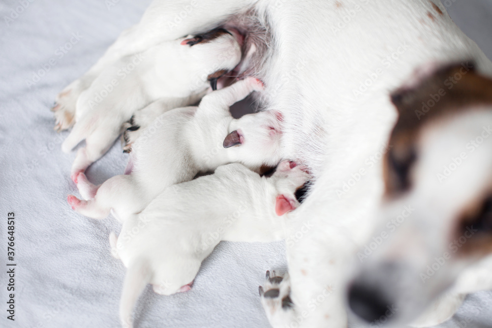 How Long Should Puppies Be Breastfed