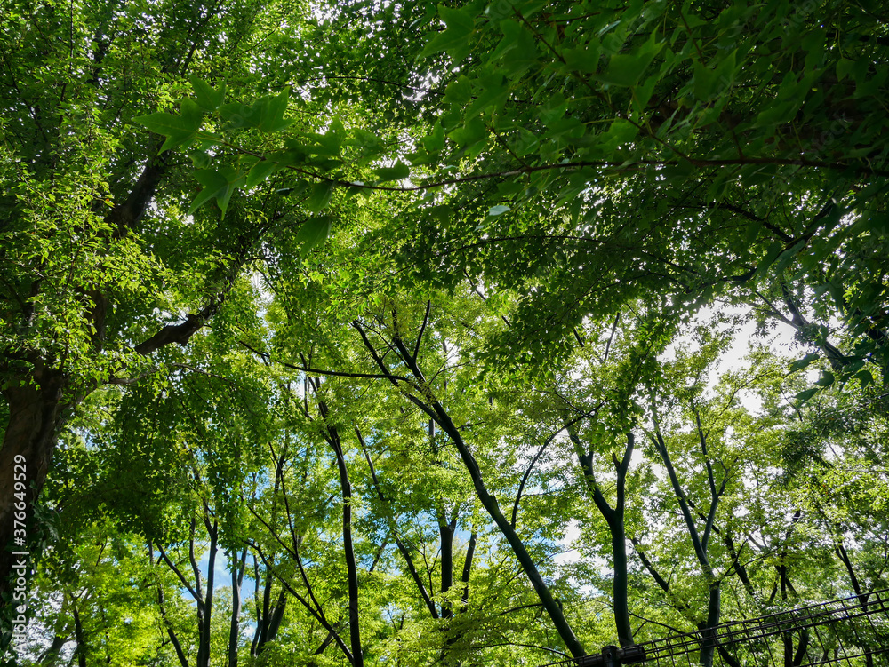 Obraz premium 緑の自然風景