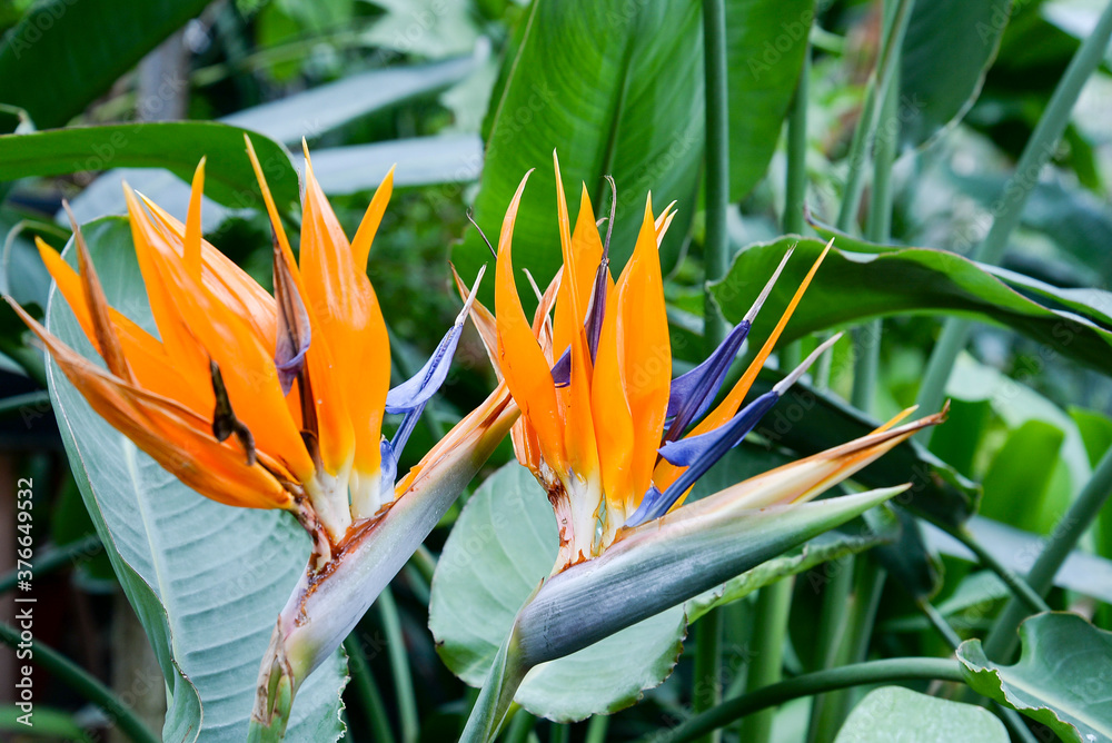 orange sterlitzia flower in the garden orange sterlitzia flower in the garden