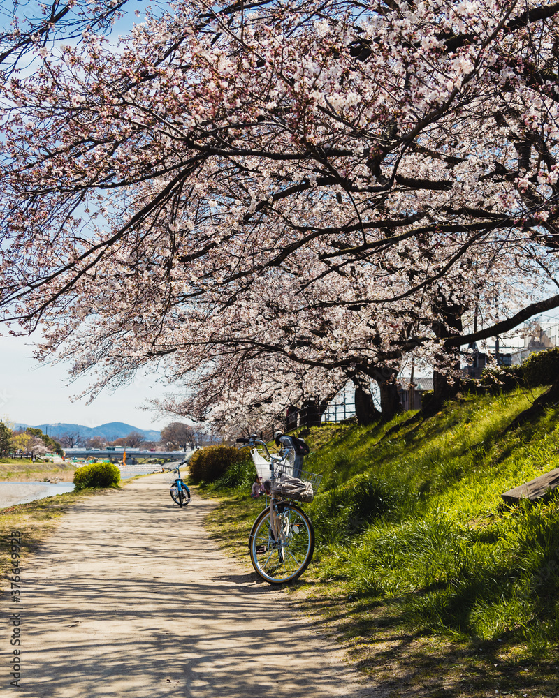 Bike under sakura Bike under sakura