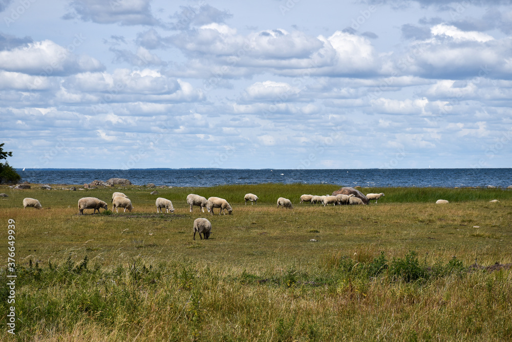 Coastal view with grazing sheep