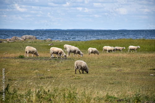 Grazing sheep in a coastal landscape