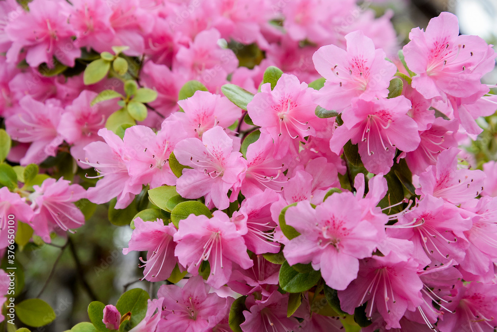 pink azalea flowers in the garden pink azalea flowers in the garden