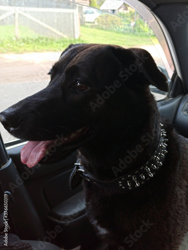 Photo of a black labrador retriever greyhound mix. The dog is sitting in the car. Waiting for the arrival of the owners looking happy excited. Emotions of a dog.