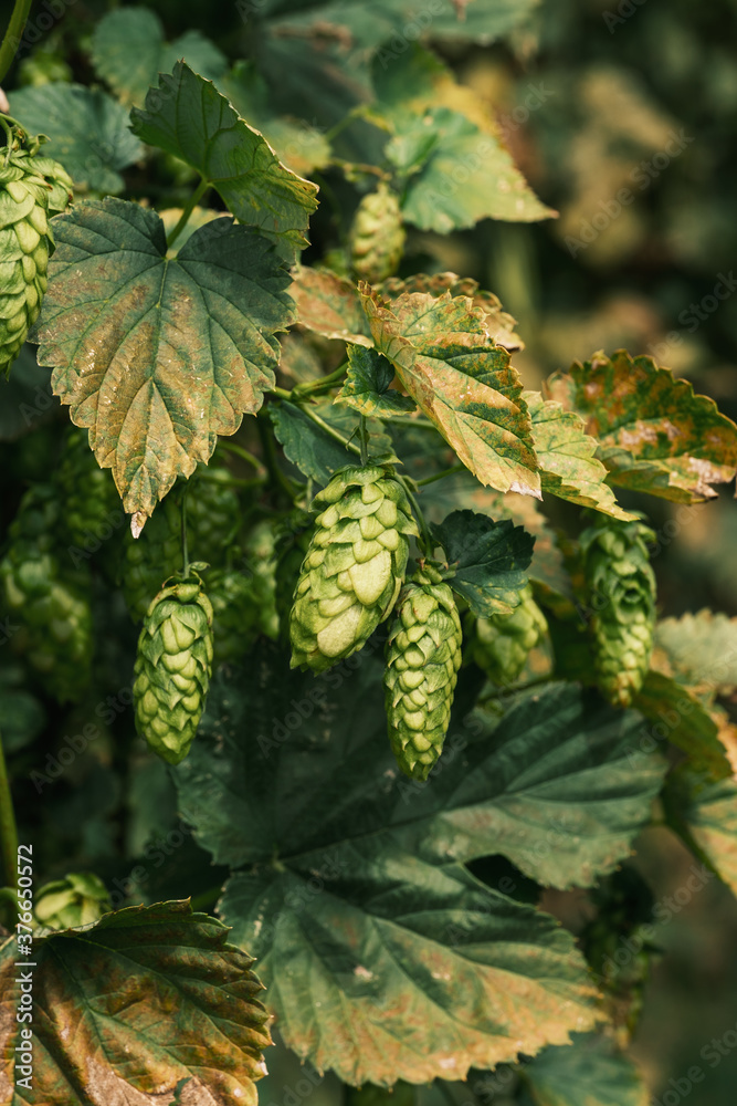 Reife Hopfen-Dolden (Fruchtzapfen) in einem Hopfenfeld im Spätsommer Reife Hopfen-Dolden (Fruchtzapfen) in einem Hopfenfeld im Spätsommer